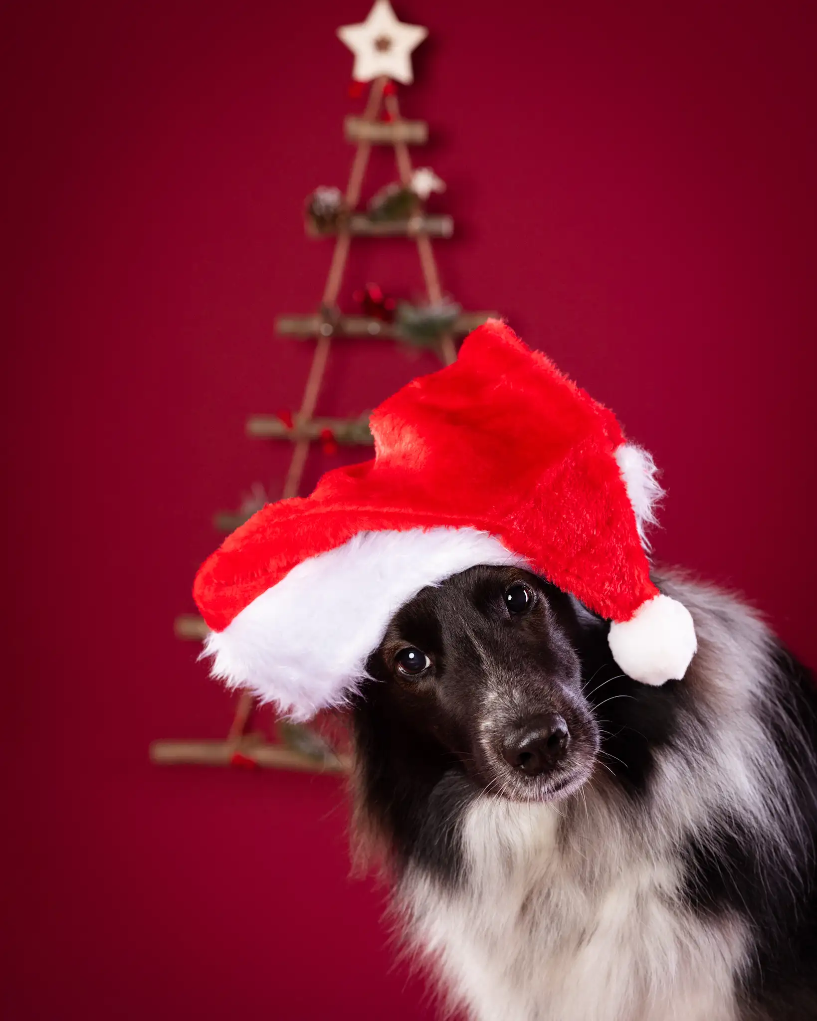 Fotograf zwierząt - sesja świąteczna Białystok