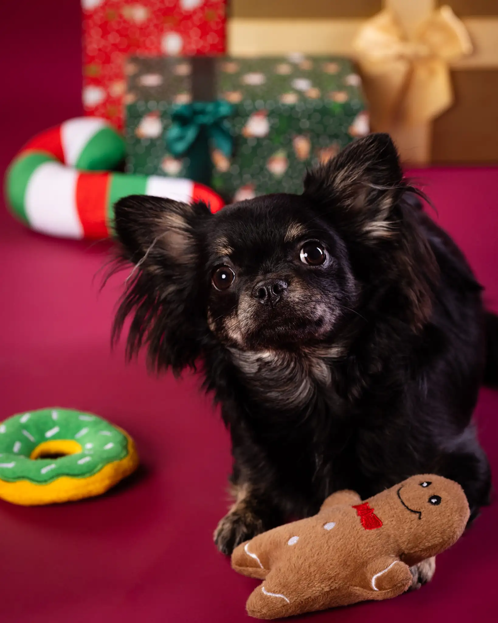 Świąteczna sesja zdjęciowa psa w studio Białystok