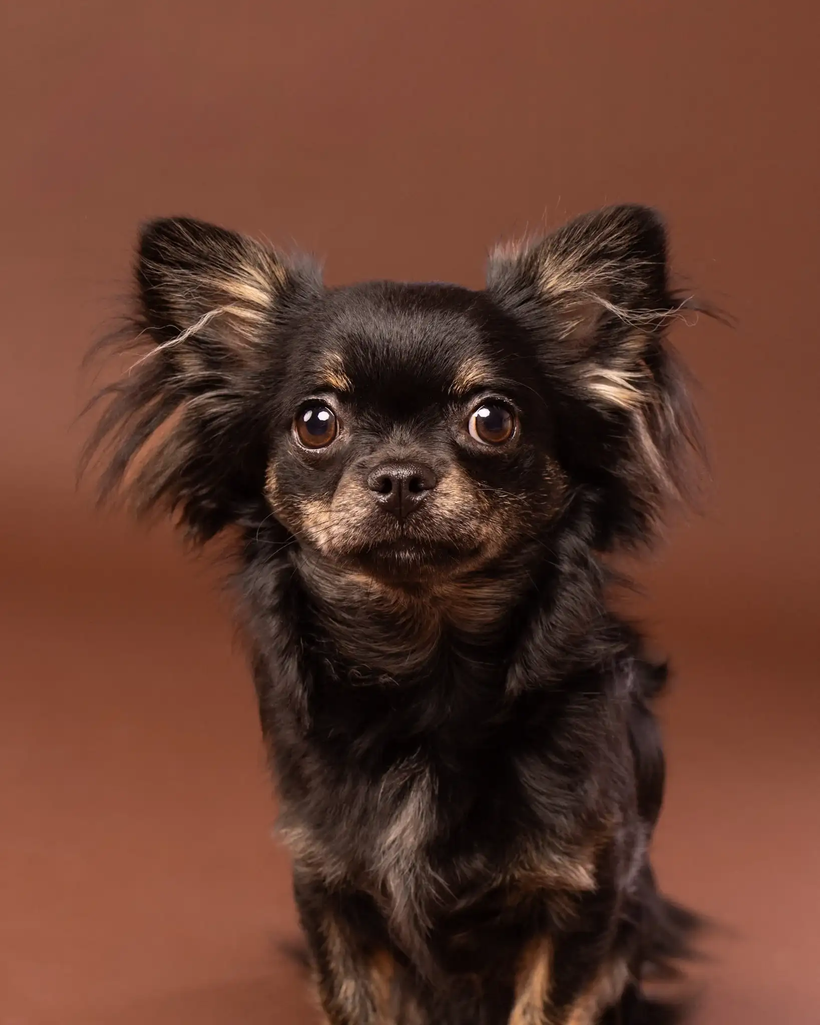 Sesja zdjęciowa psa w studio Białystok