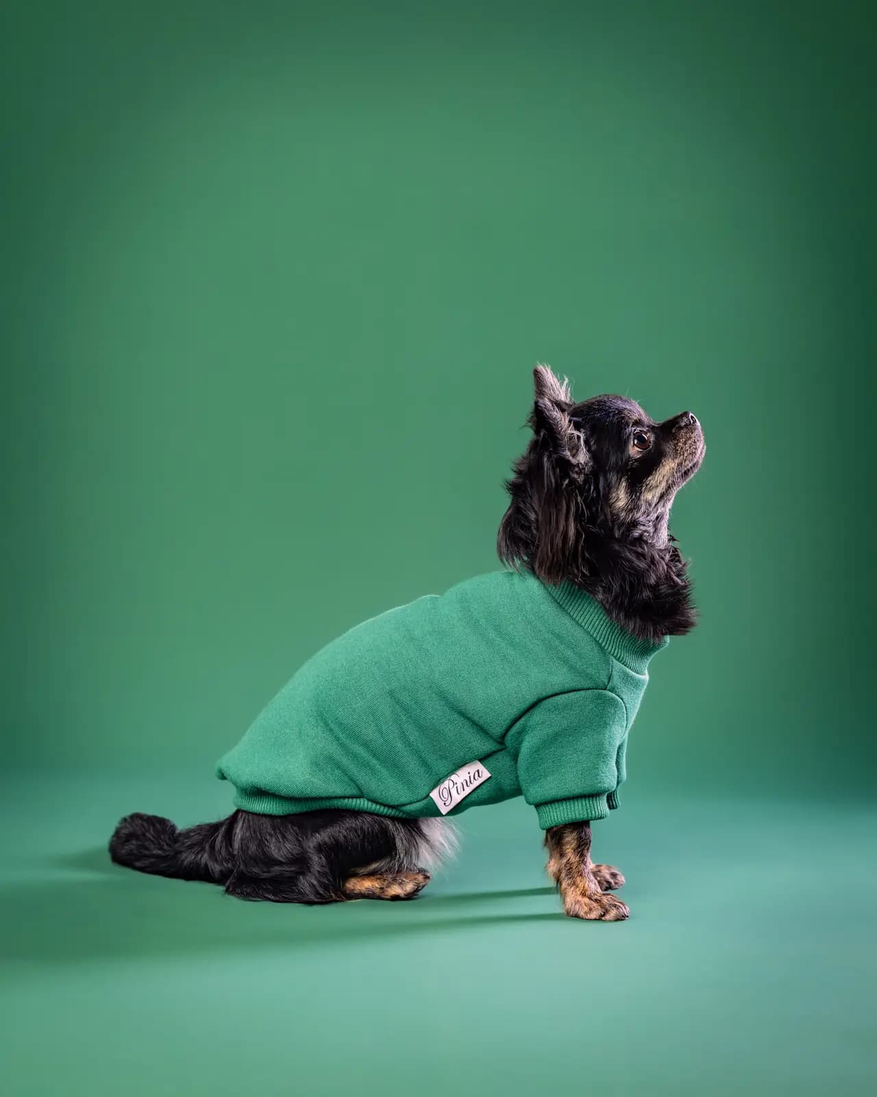 Sesja zdjęciowa chihuahua w studio Białystok